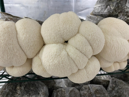 Local Food Connect : Sporadical City Mushrooms